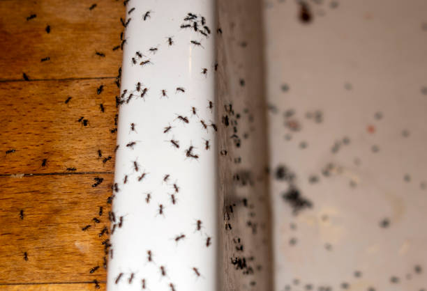 Best Mosquito Control Services  in Farmington, IL