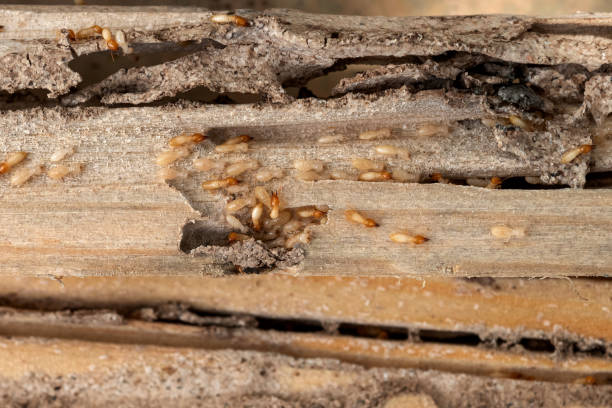 Best Insect Control  in Farmington, IL